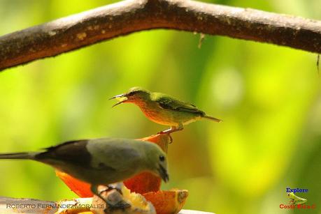 Frog's Heaven -Aves-  -Horquetas de Sarapiquí, Heredia-