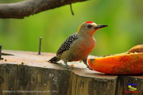 Frog's Heaven -Aves-  -Horquetas de Sarapiquí, Heredia-