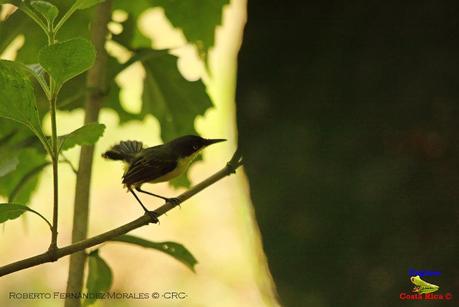 Frog's Heaven -Aves-  -Horquetas de Sarapiquí, Heredia-