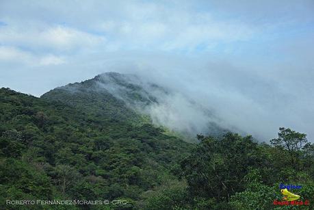 Frog's Heaven -Aves-  -Horquetas de Sarapiquí, Heredia-