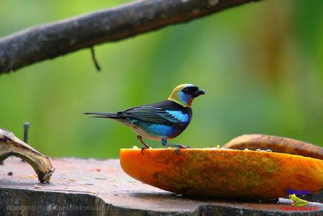 Frog's Heaven -Aves-  -Horquetas de Sarapiquí, Heredia-