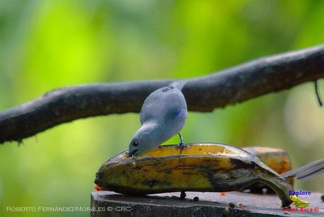 Frog's Heaven -Aves-  -Horquetas de Sarapiquí, Heredia-