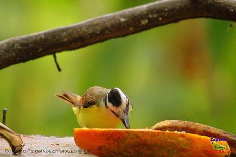 Frog's Heaven -Aves-  -Horquetas de Sarapiquí, Heredia-