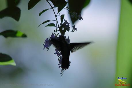 Frog's Heaven -Aves-  -Horquetas de Sarapiquí, Heredia-