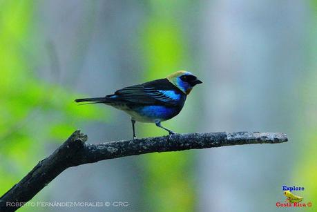 Frog's Heaven -Aves-  -Horquetas de Sarapiquí, Heredia-