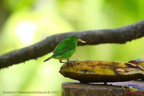 Frog's Heaven -Aves-  -Horquetas de Sarapiquí, Heredia-