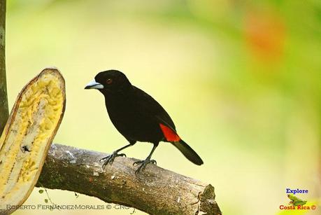 Frog's Heaven -Aves-  -Horquetas de Sarapiquí, Heredia-