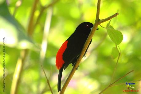 Frog's Heaven -Aves-  -Horquetas de Sarapiquí, Heredia-