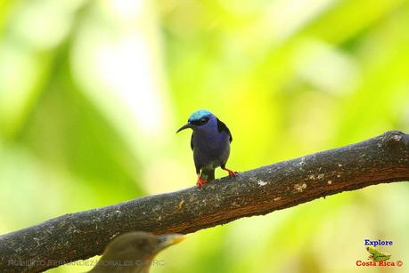 Frog's Heaven -Aves-  -Horquetas de Sarapiquí, Heredia-