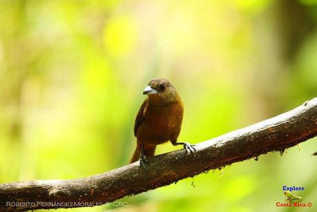 Frog's Heaven -Aves-  -Horquetas de Sarapiquí, Heredia-