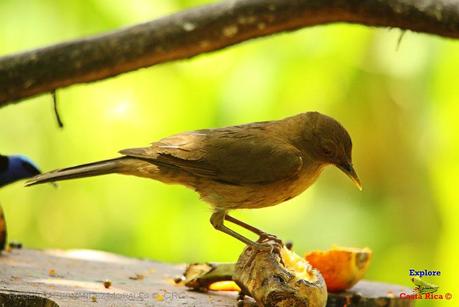 Frog's Heaven -Aves-  -Horquetas de Sarapiquí, Heredia-