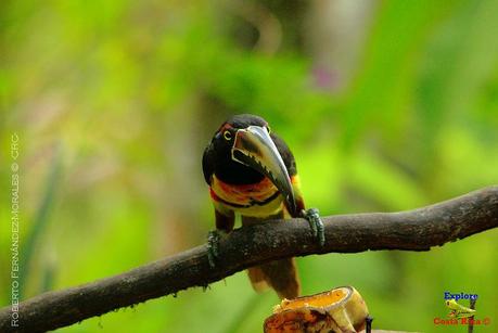 Frog's Heaven -Aves-  -Horquetas de Sarapiquí, Heredia-