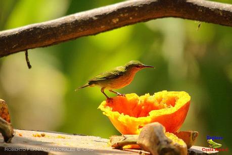 Frog's Heaven -Aves-  -Horquetas de Sarapiquí, Heredia-