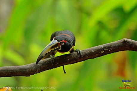 Frog's Heaven -Aves-  -Horquetas de Sarapiquí, Heredia-