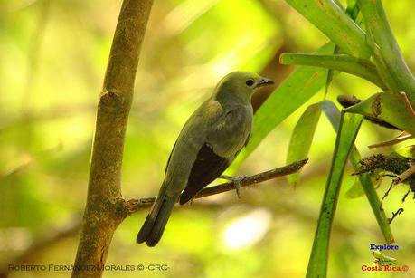 Frog's Heaven -Aves-  -Horquetas de Sarapiquí, Heredia-