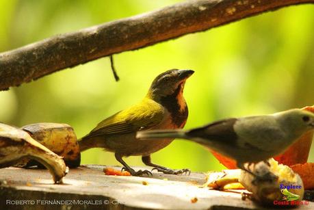 Frog's Heaven -Aves-  -Horquetas de Sarapiquí, Heredia-