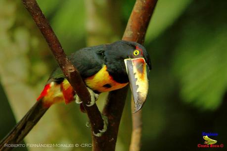 Frog's Heaven -Aves-  -Horquetas de Sarapiquí, Heredia-