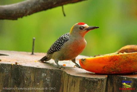 Frog's Heaven -Aves-  -Horquetas de Sarapiquí, Heredia-