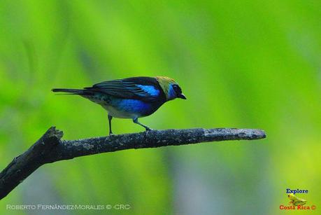 Frog's Heaven -Aves-  -Horquetas de Sarapiquí, Heredia-