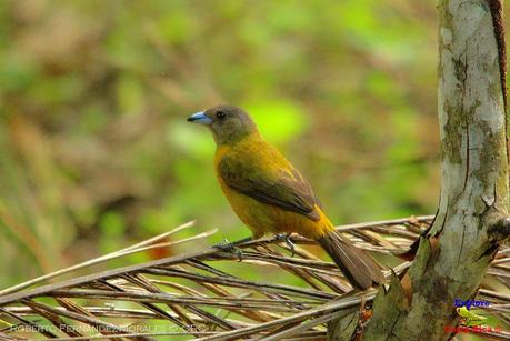 Frog's Heaven -Aves-  -Horquetas de Sarapiquí, Heredia-