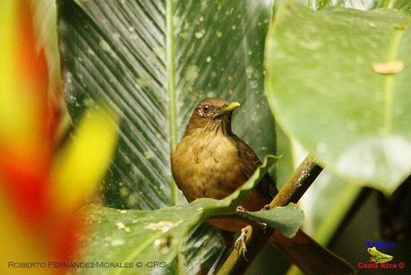 Frog's Heaven -Aves-  -Horquetas de Sarapiquí, Heredia-