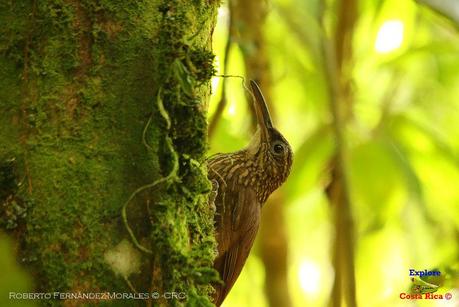 Frog's Heaven -Aves-  -Horquetas de Sarapiquí, Heredia-