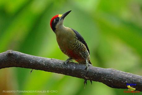 Frog's Heaven -Aves-  -Horquetas de Sarapiquí, Heredia-