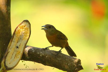 Frog's Heaven -Aves-  -Horquetas de Sarapiquí, Heredia-