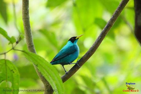 Frog's Heaven -Aves-  -Horquetas de Sarapiquí, Heredia-