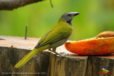 Frog's Heaven -Aves-  -Horquetas de Sarapiquí, Heredia-