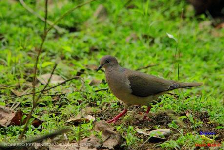 Frog's Heaven -Aves-  -Horquetas de Sarapiquí, Heredia-