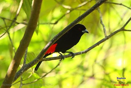 Frog's Heaven -Aves-  -Horquetas de Sarapiquí, Heredia-