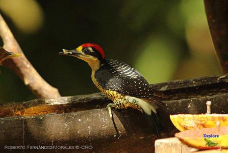 Frog's Heaven -Aves-  -Horquetas de Sarapiquí, Heredia-