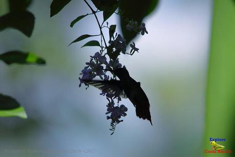 Frog's Heaven -Aves-  -Horquetas de Sarapiquí, Heredia-