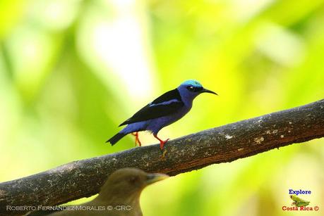 Frog's Heaven -Aves-  -Horquetas de Sarapiquí, Heredia-