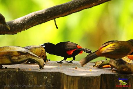 Frog's Heaven -Aves-  -Horquetas de Sarapiquí, Heredia-