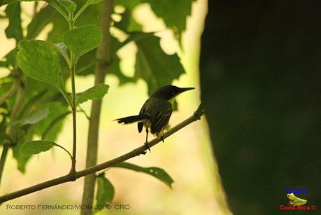 Frog's Heaven -Aves-  -Horquetas de Sarapiquí, Heredia-