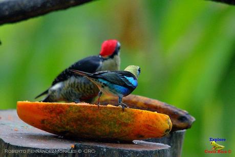 Frog's Heaven -Aves-  -Horquetas de Sarapiquí, Heredia-