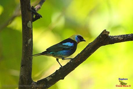 Frog's Heaven -Aves-  -Horquetas de Sarapiquí, Heredia-