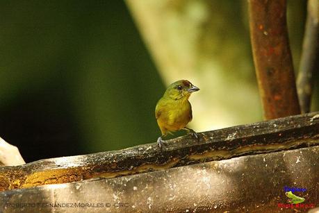 Frog's Heaven -Aves-  -Horquetas de Sarapiquí, Heredia-