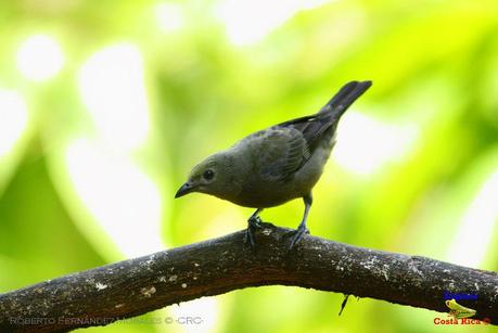 Frog's Heaven -Aves-  -Horquetas de Sarapiquí, Heredia-