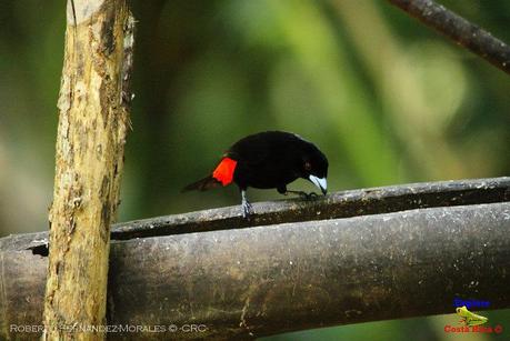 Frog's Heaven -Aves-  -Horquetas de Sarapiquí, Heredia-