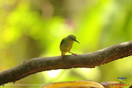 Frog's Heaven -Aves-  -Horquetas de Sarapiquí, Heredia-