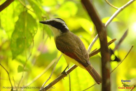 Frog's Heaven -Aves-  -Horquetas de Sarapiquí, Heredia-