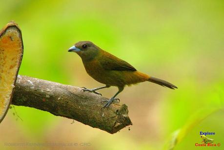 Frog's Heaven -Aves-  -Horquetas de Sarapiquí, Heredia-