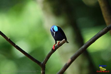 Frog's Heaven -Aves-  -Horquetas de Sarapiquí, Heredia-