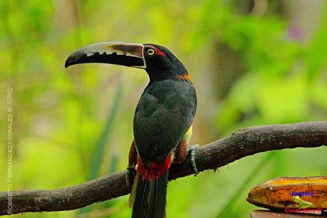 Frog's Heaven -Aves-  -Horquetas de Sarapiquí, Heredia-