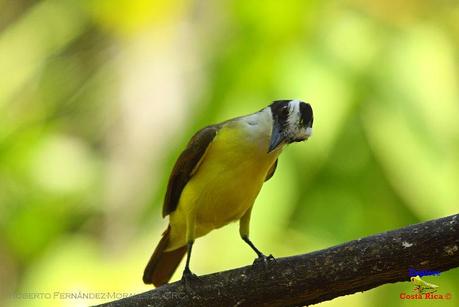 Frog's Heaven -Aves-  -Horquetas de Sarapiquí, Heredia-