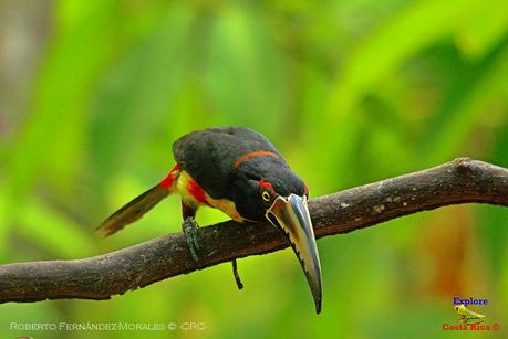 Frog's Heaven -Aves-  -Horquetas de Sarapiquí, Heredia-