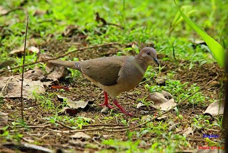 Frog's Heaven -Aves-  -Horquetas de Sarapiquí, Heredia-